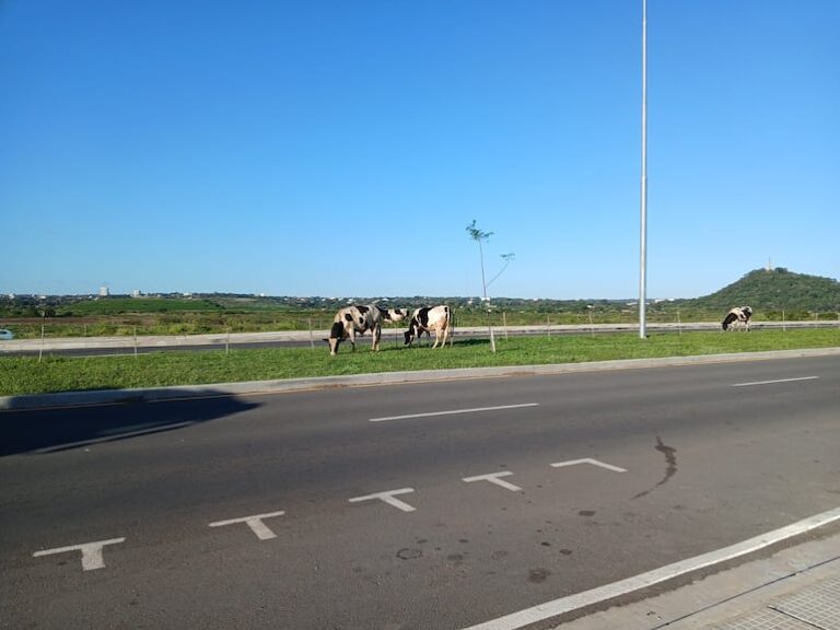 Vacas sueltas en Costanera Sur inquietan a automovilistas.