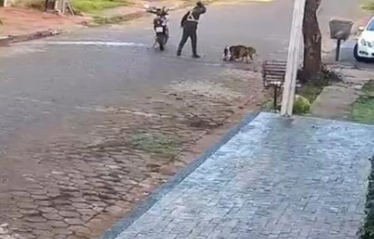 Video: Impactante ataque mortal de dos pitbulls a caniche