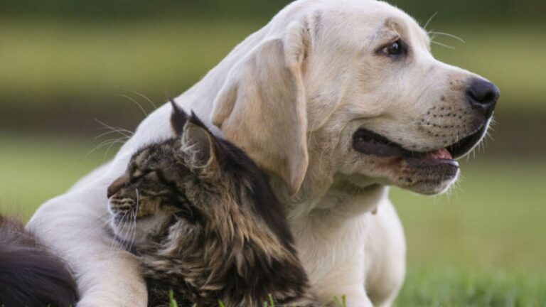 Mujer denuncia muerte de sus cuatro mascotas por presunto envenenamiento