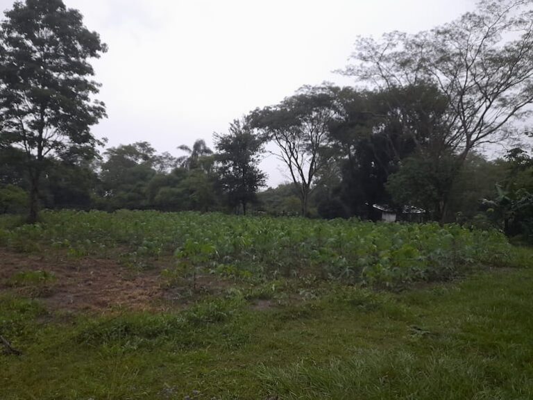 Acuerdo interinstitucional para apoyar la agricultura familiar en Misiones.