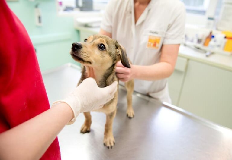 Campaña gratuita de castración para perros y gatos anunciada.