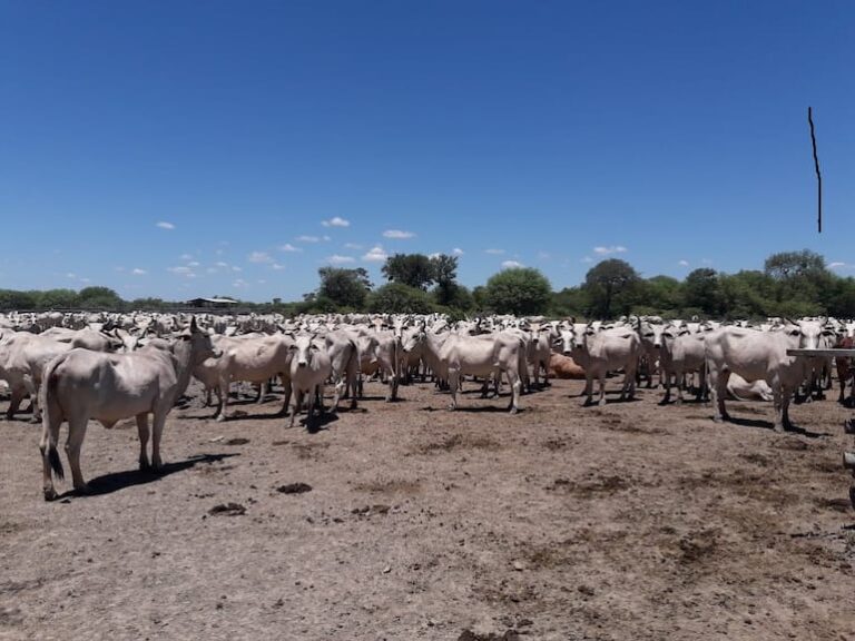 Ganaderos solicitan al Senacsa cautela en plan «colgar jeringa».