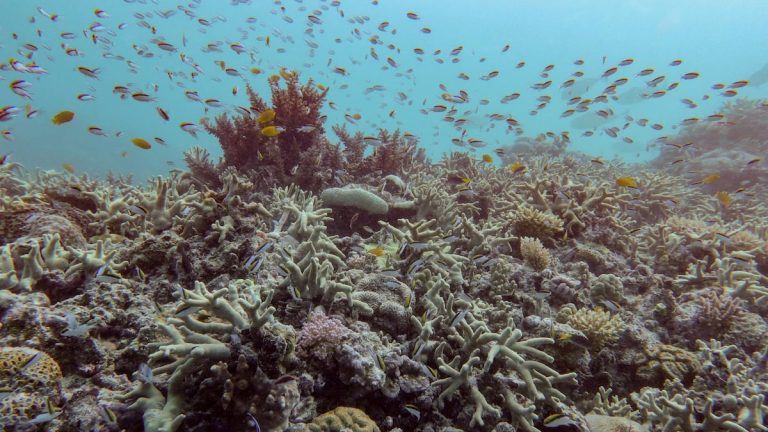 La gran barrera de coral australiana sufre su mayor deterioro