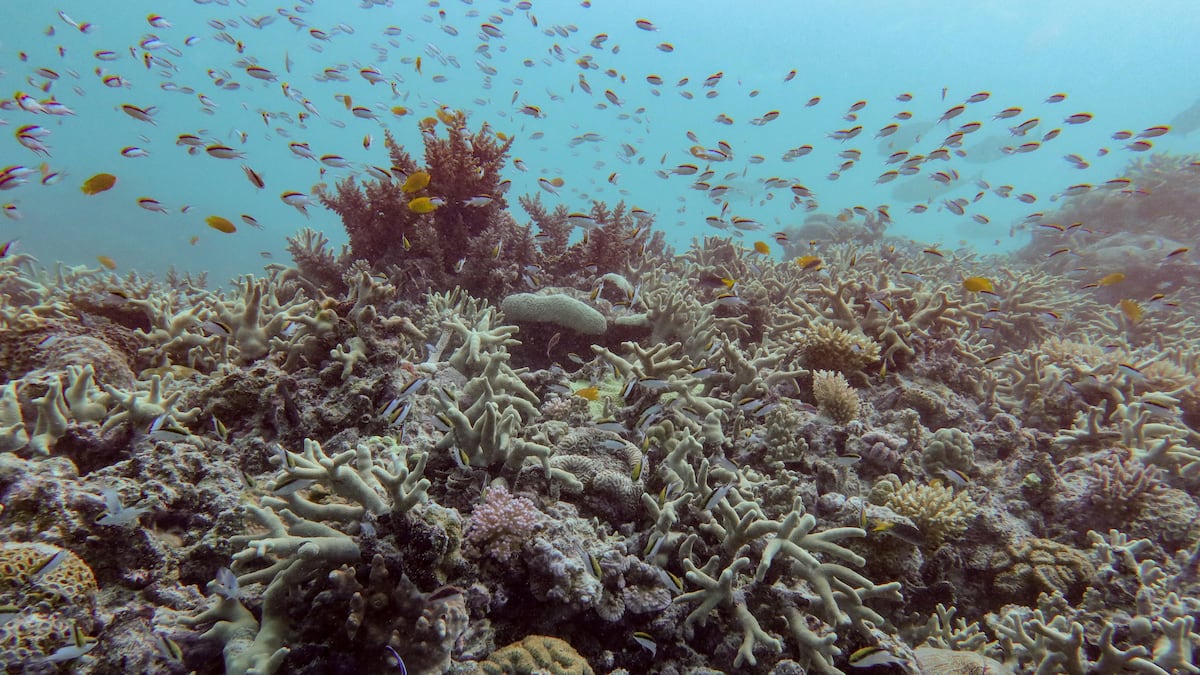 La gran barrera de coral australiana sufre su mayor deterioro
