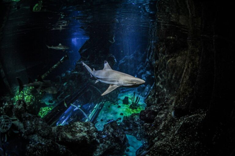 Los dientes de tiburón pueden ser su talón de Aquiles, debido a la acidificación del océano