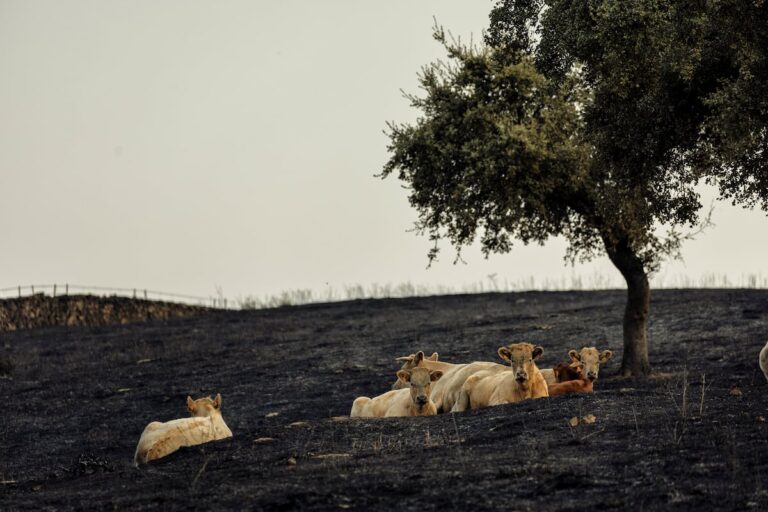 Los incendios causan pérdidas récord para agricultores y ganaderos: «Hemos dejado la piel en la montaña»