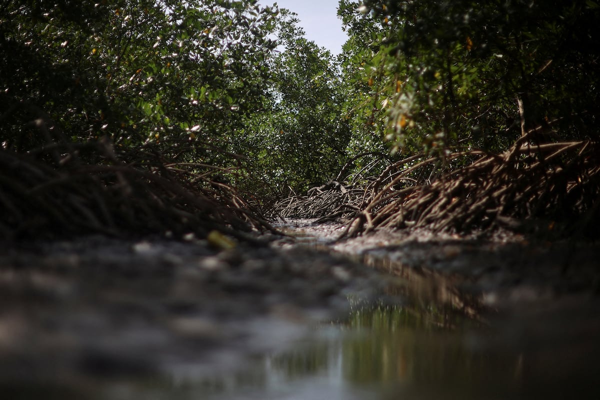 Los manglares amazónicos de Brasil, ecosistemas vitales en riesgo antes
