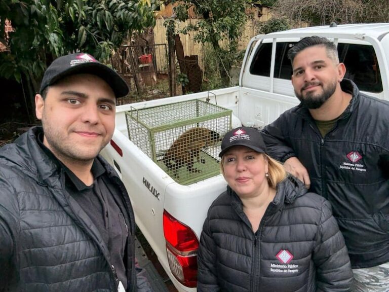 Rescatan un mono maltratado en Cambyretá, acción urgente.