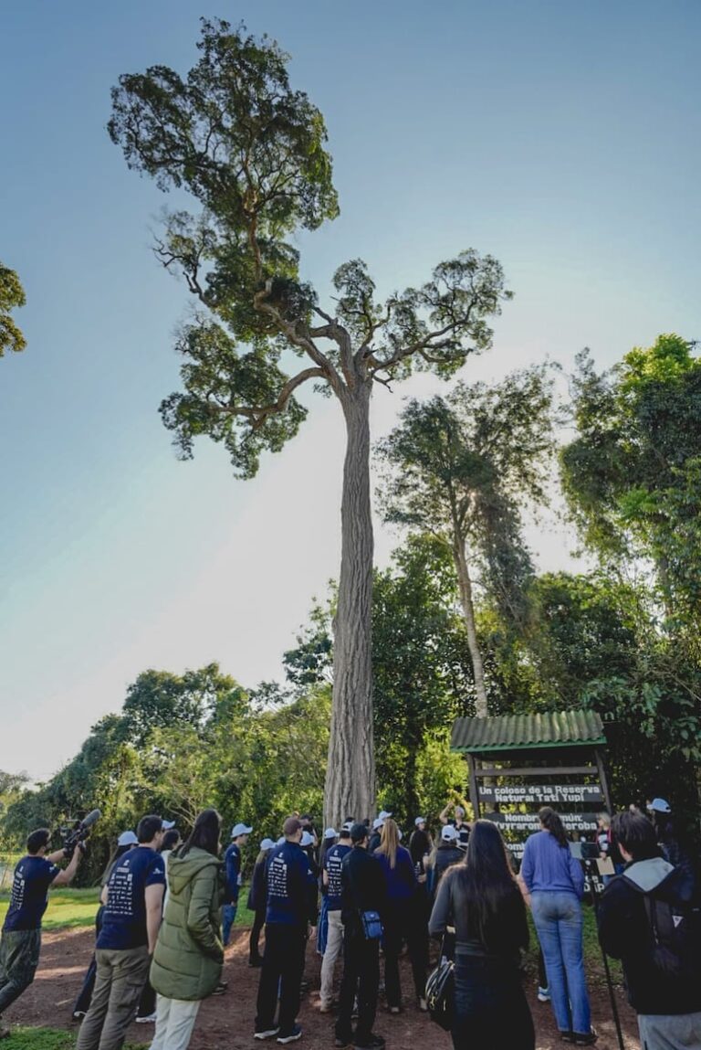 Colosos de la Tierra inicia expediciones a árboles finalistas