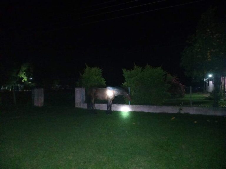Fatal choque en Quyquyhó: un policía muerto y caballo retenido.