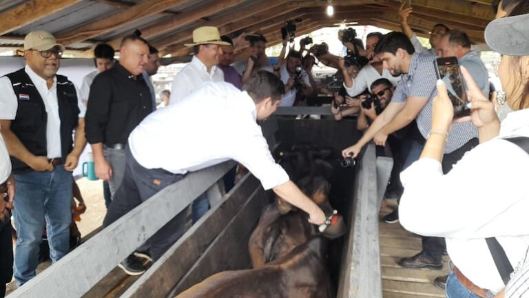 MAG solicita priorizar sanidad del ganado en vacunación