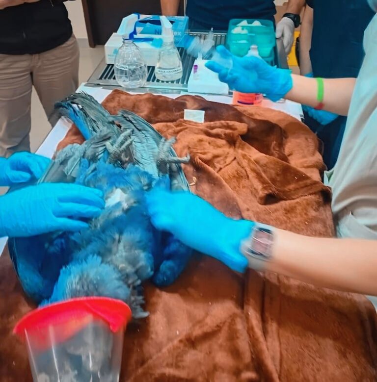 Rescatan guacamayos que fueron víctimas del tráfico ilegal.
