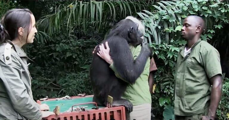 Así es como Jane Goodall recordó en ‘La Revuelta’ cómo fue el abrazo más especial de su vida con un chimpancé a quien rescató: «Es un misterio»