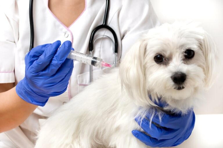 AutoCan 2025: Vacunación gratuita contra la rabia para mascotas.