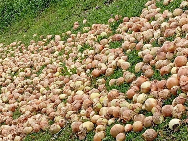 Crisis en Ybytymí: agricultores pierden millones por cebolla.