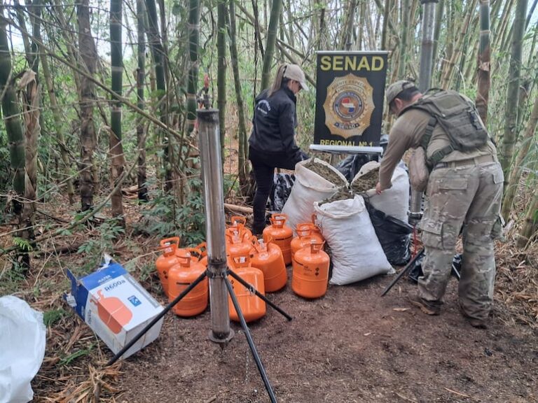 Destruyen más de 1.200 kilos de marihuana en Amambay.