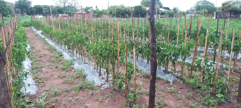 Lluvias en Misiones favorecen producción agrícola y hortícola.