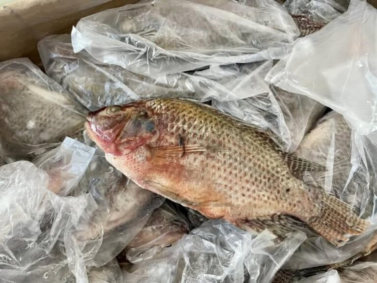 MAG reconoce contrabando de pescado y acusa a China.