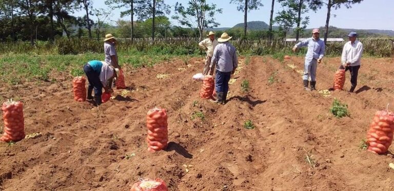 Productores advierten sobre movilizaciones si no mejora papa.
