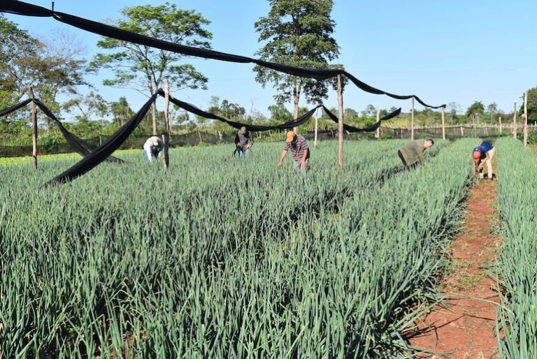 Productores de cebolla de Caaguazú piden apertura de mercado.