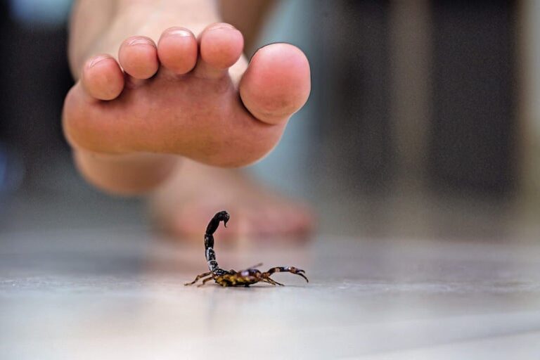 Alerta de alacranes: Salud aconseja cómo prevenir picaduras