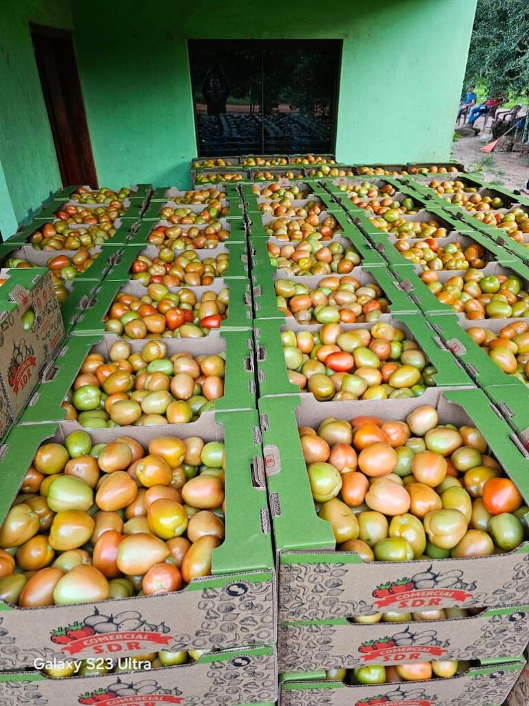 Exportación de tomates hacia el mercado argentino actual.