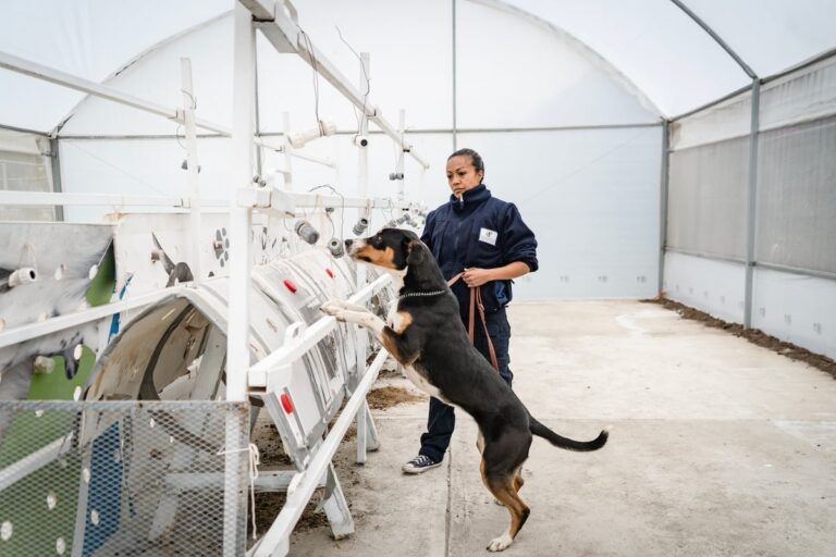 Perros adoptados y entrenados, la última estrategia de México para combatir el gusano barrenador