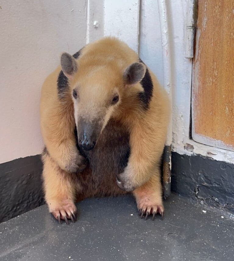 Rescatan a oso melero en un remolcador a bordo.