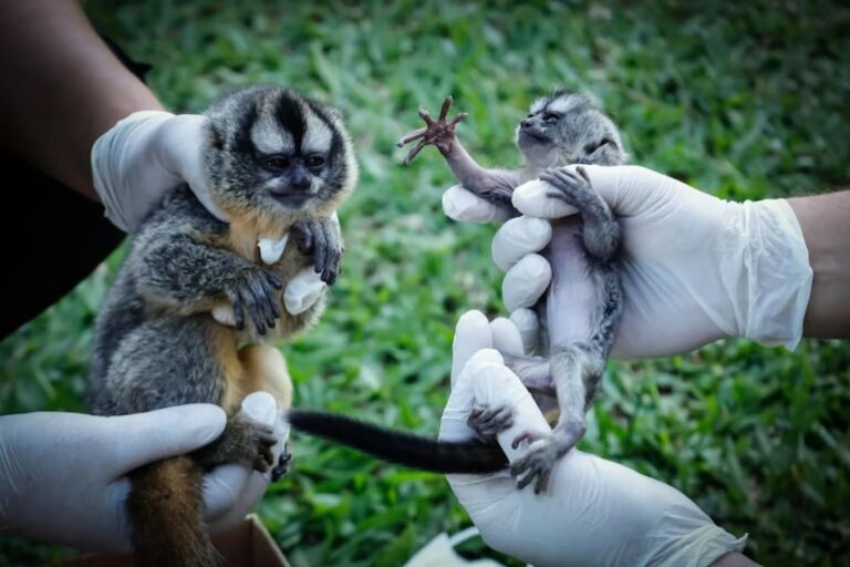 Rescatan dos monos nocturnos en lucha contra tráfico animal.