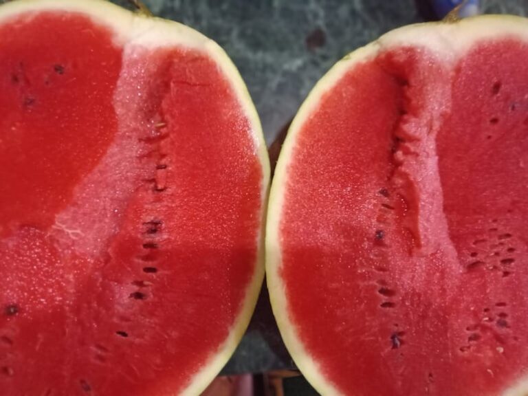 Temporada de sandía: comienza cosecha y ofertas especiales