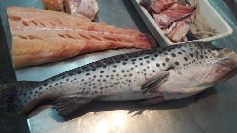 Veda pesquera inicia mañana: ¿cuál es el precio actual?