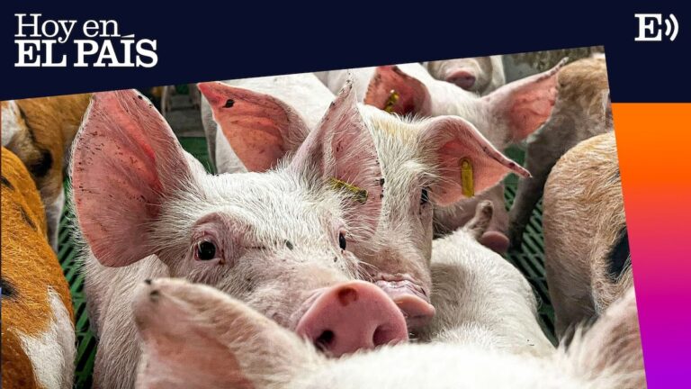 Ocho mil millones en juego: lo que supone para España la crisis de la peste porcina