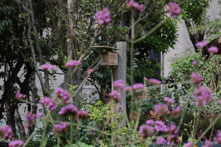 Voluntarios albergan abejas polinizadoras solitarias en Ciudad de México
