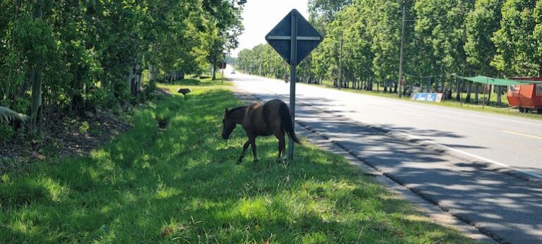 Animales sueltos en Ruta PY01 complican tránsito peligroso.