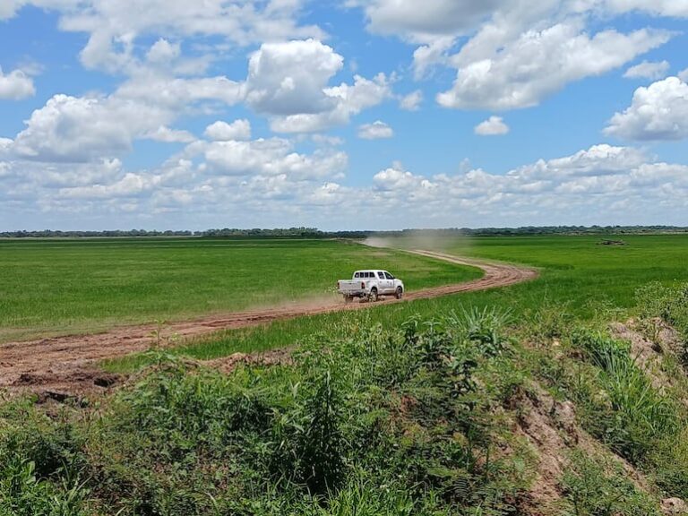 Fiscalía indaga daño ambiental en arrozal de Borja.