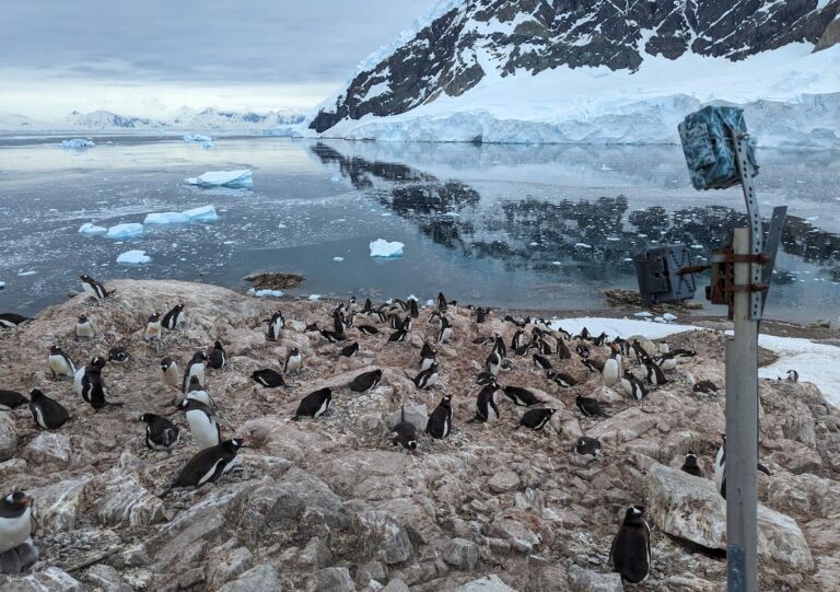 Los pingüinos adelantan su época de reproducción por el calor