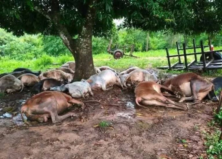 Rayo causa la muerte de 19 vacas en Santa Cecilia.