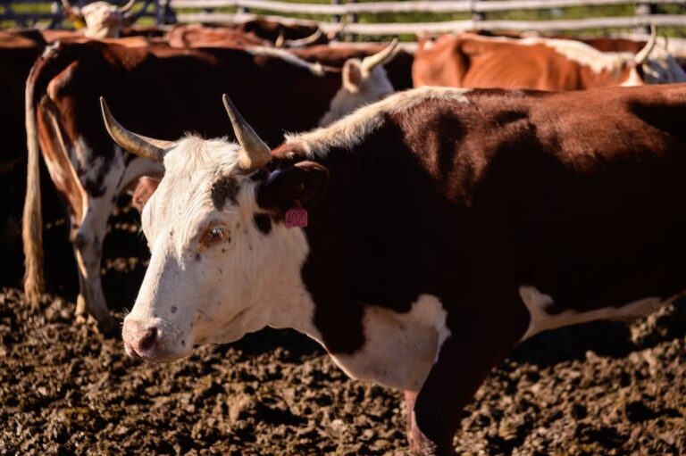 Senabico lanza subasta de ganado de Lalo Gomes.