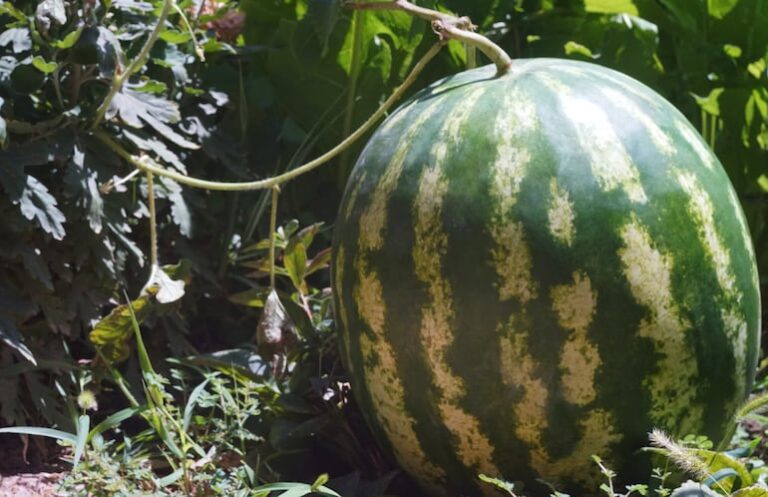 Una sandía premiada sorprende con su increíble peso.