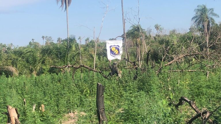Operativo antidrogas culmina con la destrucción de siete hectáreas de marihuana en Amambay