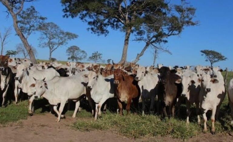 Investigan el robo de más de 450 bovinos en Amambay.