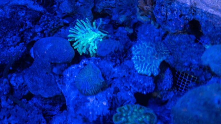 Un vivero de coral une ciencia y comunidad en el Caribe colombiano