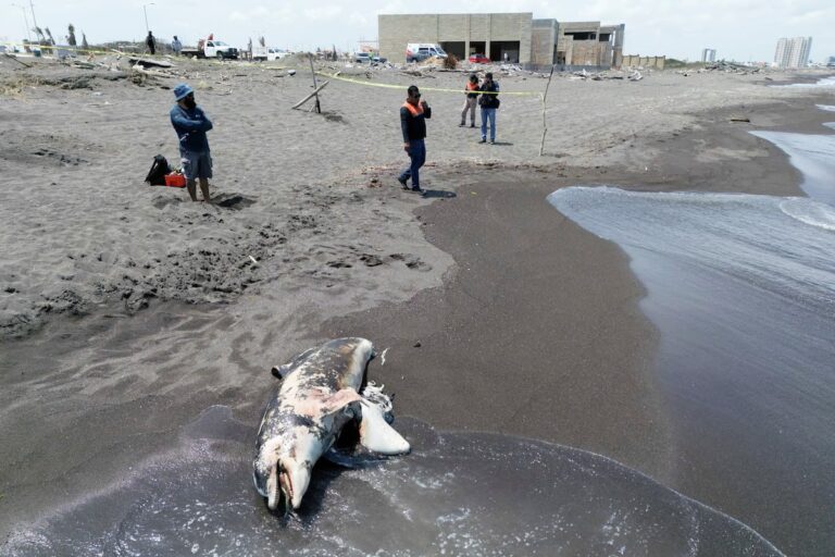 El derrame del Golfo golpea la cuna petrolera mexicana en medio de un giro en la política energética