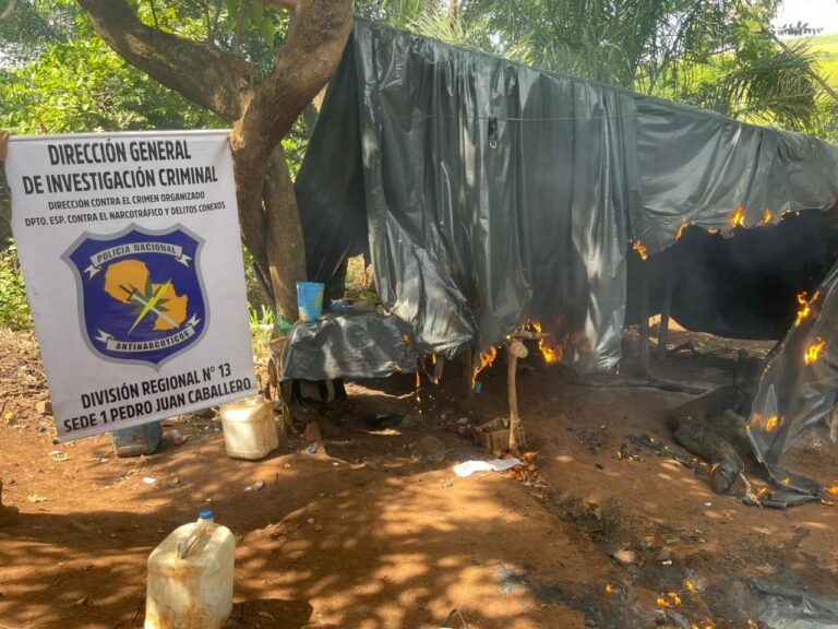 Antinarcóticos erradica 11 hectáreas de marihuana en establecimiento rural de Amambay