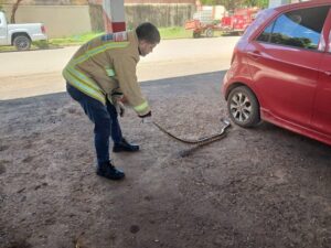 Aumentan reportes de serpientes en Concepción instan a la precaución