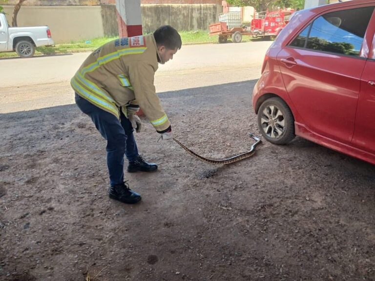 Aumentan reportes de serpientes en Concepción instan a la precaución