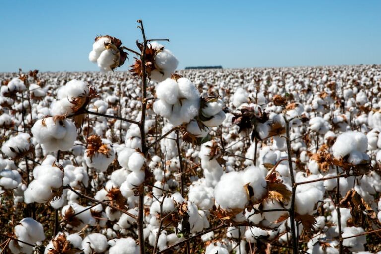 Aumento del 83% en exportaciones de cereales en primer trimestre 2026