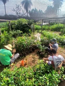 Cabañas de Caacupé se posiciona como referente en producción de cítricos