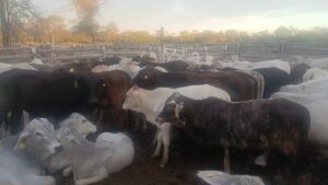 Cinco detenidos en Santa Rosa del Aguaray por estafa de ganado virtual