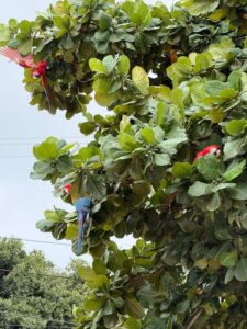 Gua’a pytã deslumbran a vecinos en Vallemí, Concepción, durante avistamiento habitual